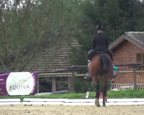 Reitturnier Lohmar-Hausdorp 2015