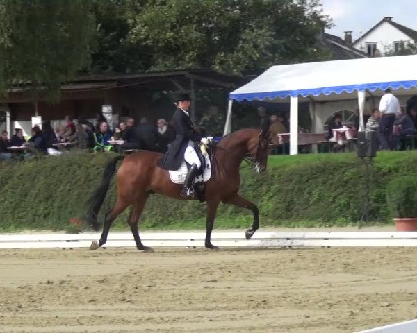 Reitturnier Lohmar-Hausdorp 2015