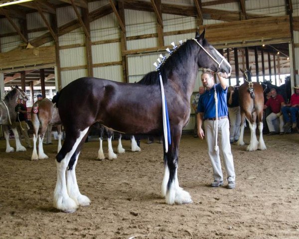 broodmare Diamond S Alexa (Clydesdale, 2013, from Armageddon's Lord Solomon) broodmare Diamond S Alexa (Clydesdale, 2013, from Armageddon's Lord Solomon)