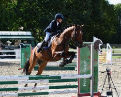 dressage horse Lilly 627 (Oldenburg show jumper, 2011, from Levisonn 208 FIN)