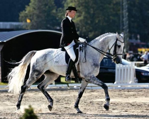 broodmare Estafanie (Hanoverian, 1998, from Enanco S)