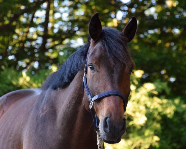 horse Avignon (German Sport Horse, 2016, from Abke 4)