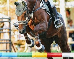 dressage horse Jessy Jazz H (Westphalian, 2006, from Jazz Rubin)