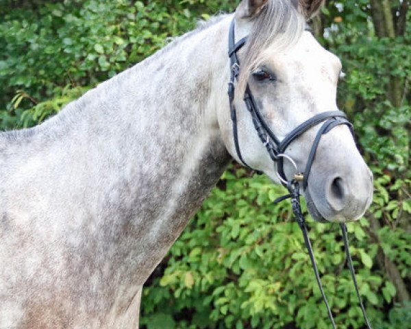 Springpferd Baquu AA (Anglo-Araber, 2012, von Baltimore Vra AA)