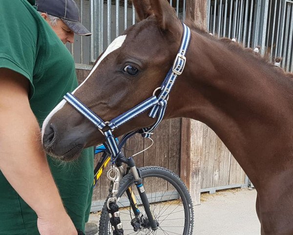 dressage horse Prada de Luxe M (German Riding Pony, 2019, from Dance Star AT NRW)