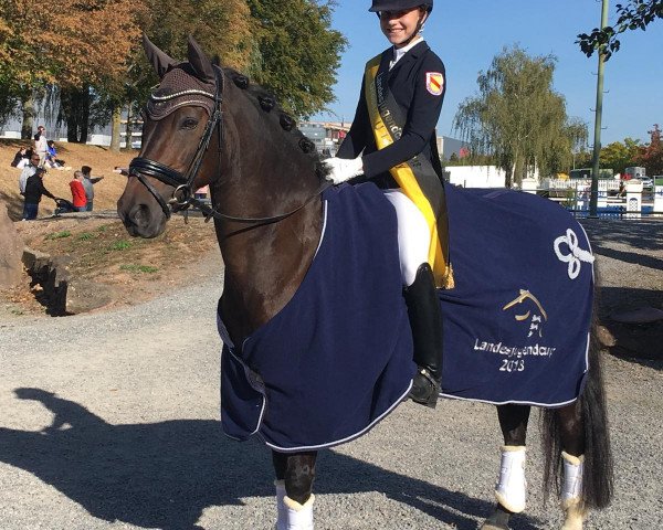 dressage horse Timms Halunke (German Riding Pony, 2005, from Hattrick)