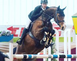 jumper Franzi Mn (Hanoverian, 2013, from For Edition)