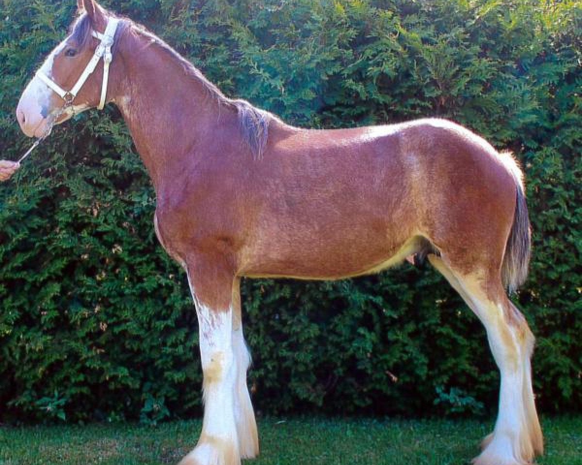 horse Cedarlane Bert (Clydesdale, 2017, from Iron Horse MM Steele)