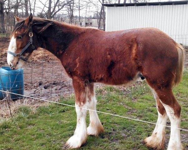 stallion Cedarlane Ace (Clydesdale, 2014, from Maplewood Danielle's Lucas)