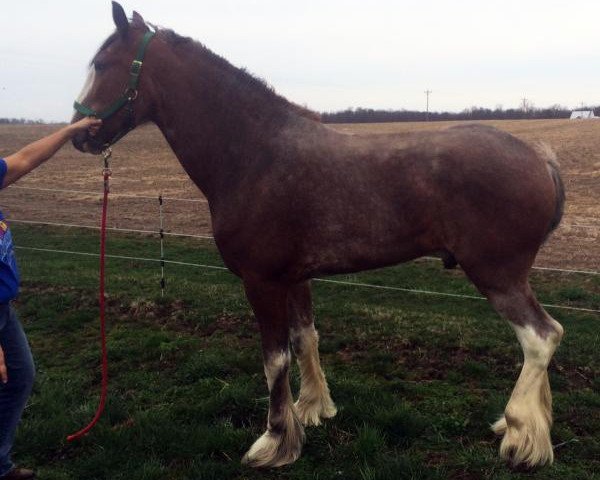 Pferd Carson's Dynamo (Clydesdale, 2011, von Thistle Ridge Argyll Enhancer)