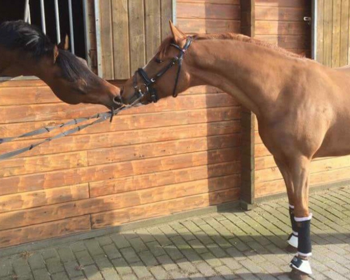 horse Charly LW (German Riding Pony, 2013, from FS Champion de Luxe)