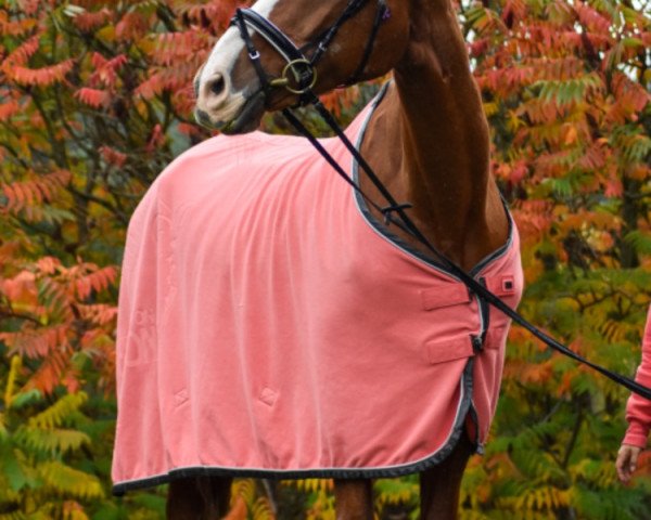 dressage horse Mac Pom (Mecklenburg, 1998, from Matador xx)