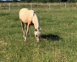horse Stute von Danny Gold / Der feine Lord AT (German Riding Pony, 2018, from Danny Gold)