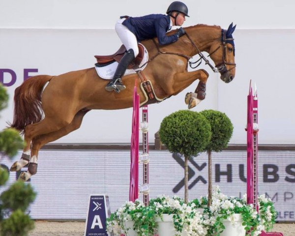 jumper Valkiry de Zance (Selle Français, 2009, from Diamant de Semilly)