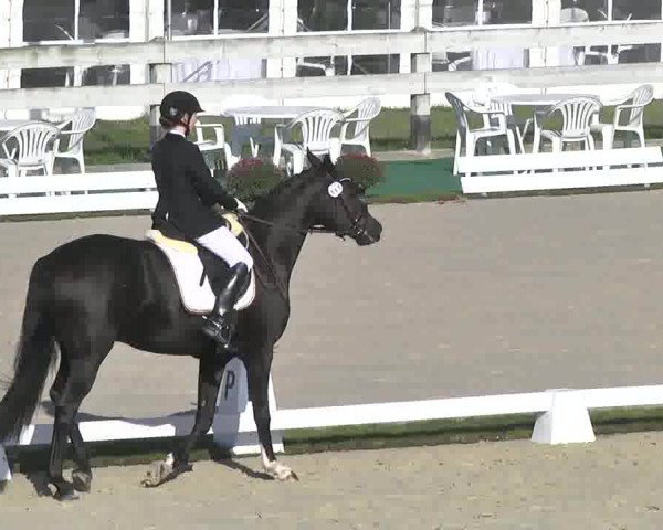 Reitturnier Linkenheim-Hochstetten 2015