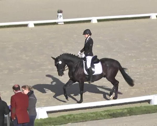 Reitturnier Linkenheim-Hochstetten 2015