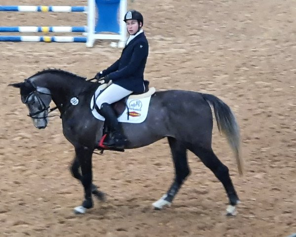 horse Calando SR (Holsteiner, 2015, from Colman)