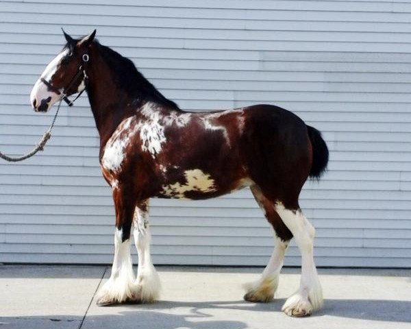 horse Ashlane Connor's Jen (Clydesdale, 2013, from Blackgate Connor)