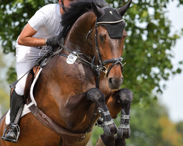 Springpferd ULTIMO 138 (Holsteiner, 2014, von Uriko)