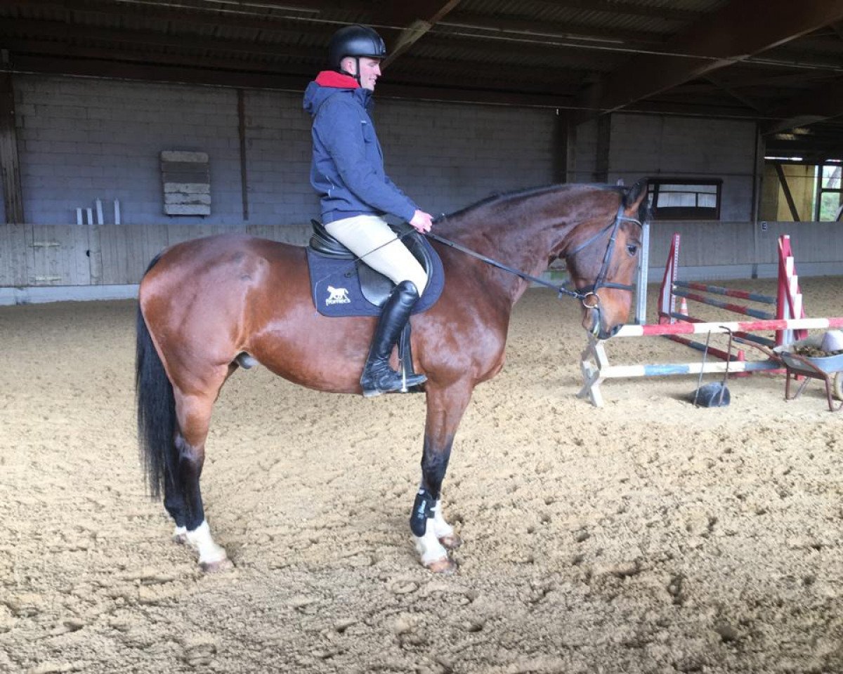 Springpferd Limit 61 (Hannoveraner, 2010, von Lincolm L)