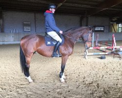 jumper Limit 61 (Hanoverian, 2010, from Lincolm L)
