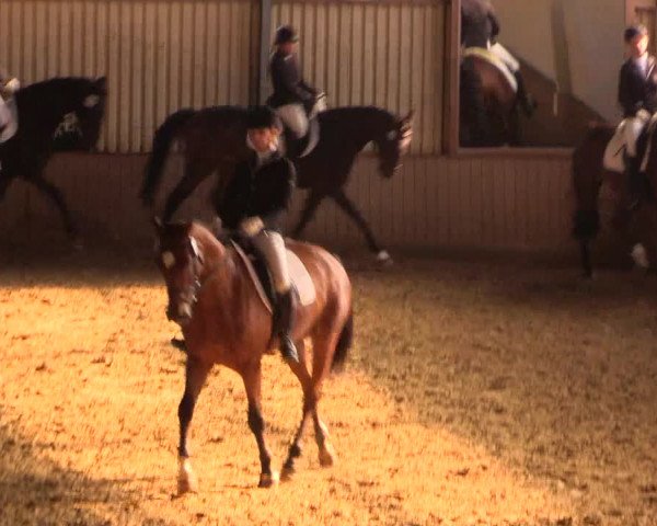 Reit- und Springturnier Lüdinghausen Westrup 2015
