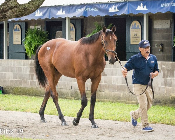 horse Hengst von Empire Maker xx (Thoroughbred, 2016, from Empire Maker xx)