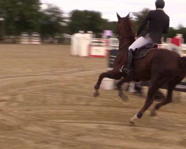 Reit- und Springturnier Lüdinghausen Westrup 2015