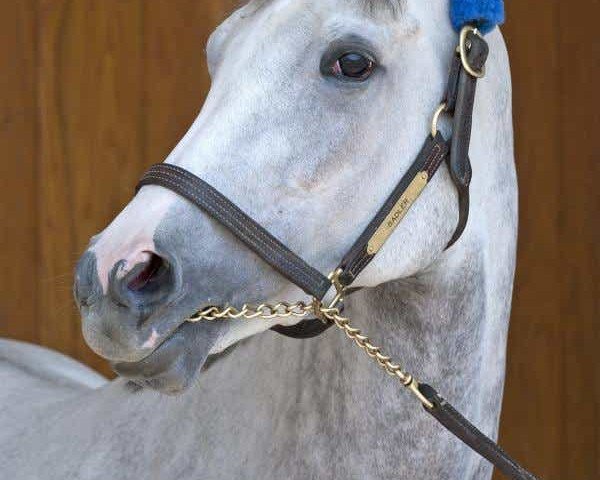 broodmare Zazu xx (Thoroughbred, 2008, from Tapit xx)