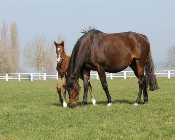 horse Zarmitan xx (Thoroughbred, 2014, from Redoute's Choice xx)
