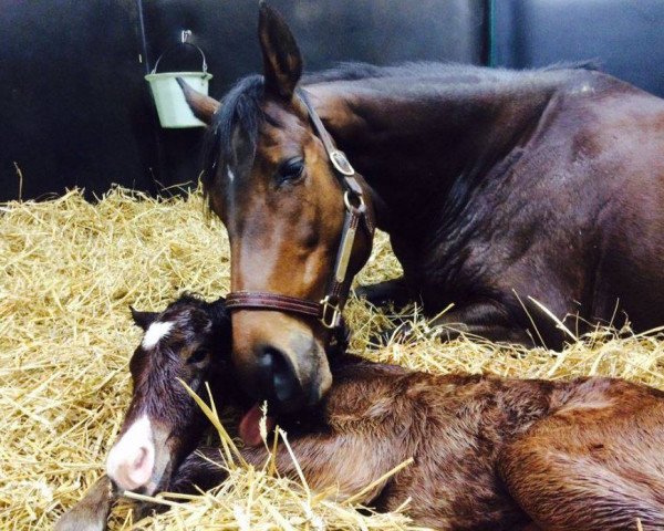 horse Zarkallani xx (Thoroughbred, 2016, from Invincible Spirit xx)