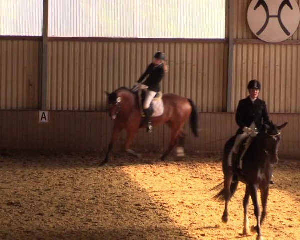 Reit- und Springturnier Lüdinghausen Westrup 2015
