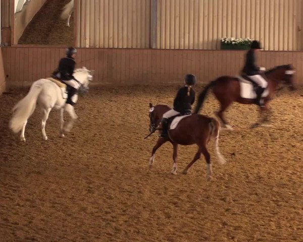 Reit- und Springturnier Lüdinghausen Westrup 2015