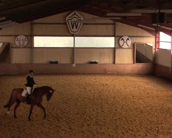 Reit- und Springturnier Lüdinghausen Westrup 2015