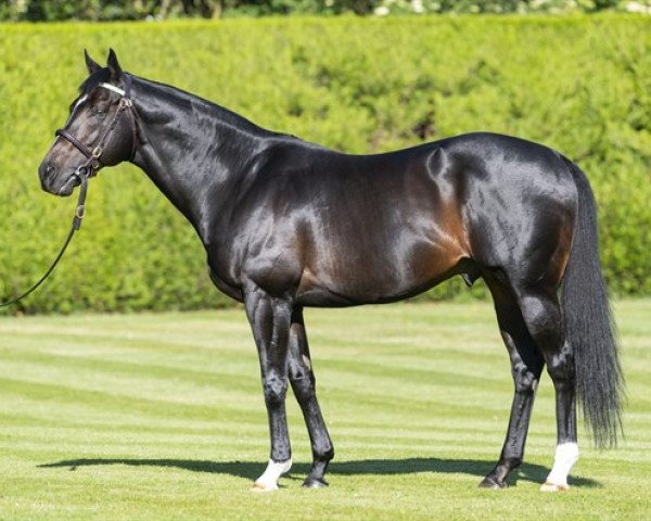 stallion Bated Breath xx (Thoroughbred, 2007, from Dansili xx)