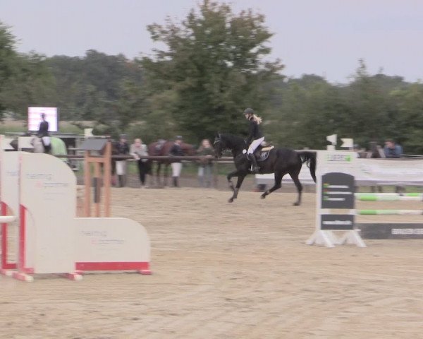 Reit- und Springturnier Lüdinghausen Westrup 2015