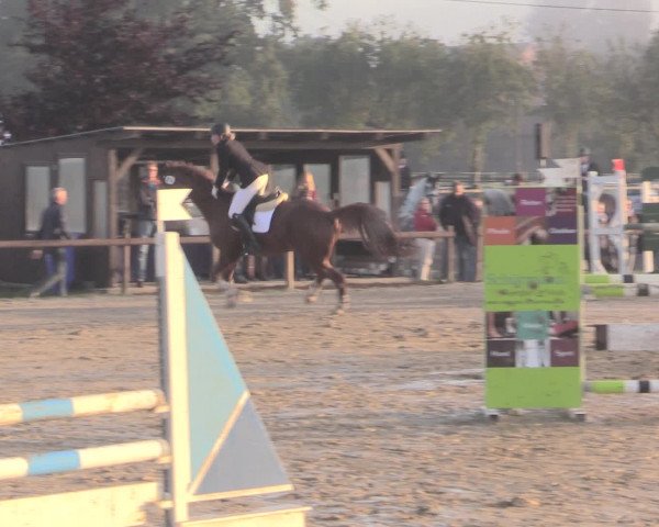 Reit- und Springturnier Lüdinghausen Westrup 2015