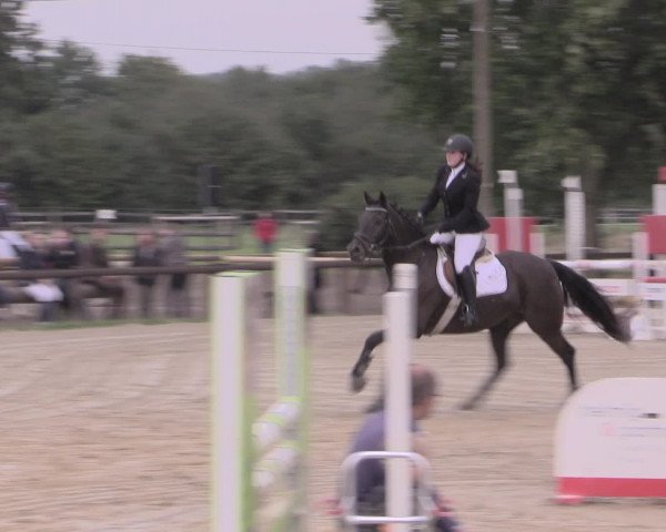Reit- und Springturnier Lüdinghausen Westrup 2015
