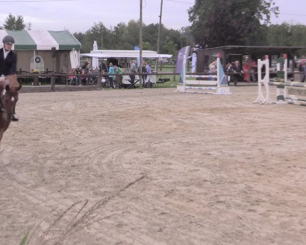 Reit- und Springturnier Lüdinghausen Westrup 2015