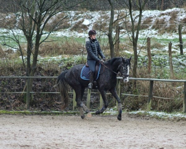 Pferd Bonito (Oldenburger, 2016, von Belantis)