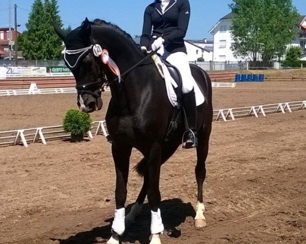 dressage horse Full Power 5 (Hanoverian, 2011, from Fürst Nymphenburg)