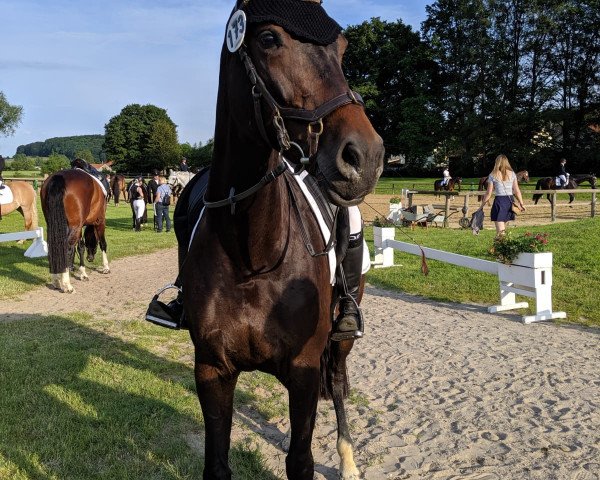 jumper Fryda B (Oldenburg show jumper, 2011, from Last Mans Hope)