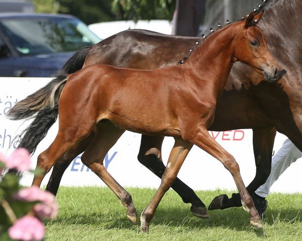 Deckhengst D-Power Rate GS (Deutsches Reitpony, 2019, von D-Power AT)