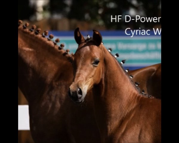 dressage horse D´Exotic GS (German Riding Pony, 2019, from D-Power AT)