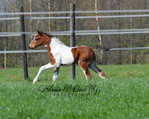 Springpferd Dikando GS (Deutsches Reitpferd, 2019, von D-Power AT)