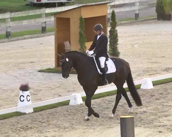 Reitturnier Linkenheim-Hochstetten 2015