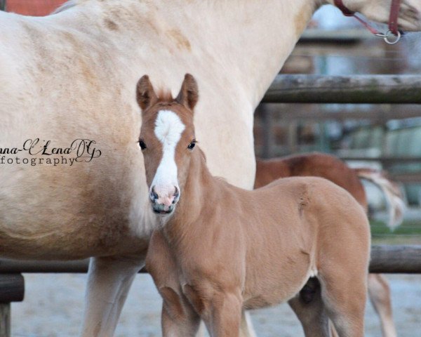 Pferd GS Cosmos de Luxe (Deutsches Reitpony, 2020, von DSP Cosmo Royale)