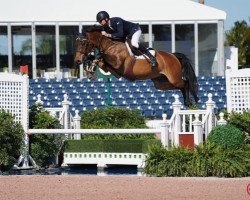jumper Farrel (KWPN (Royal Dutch Sporthorse), 2010, from VDL Cardento 933)