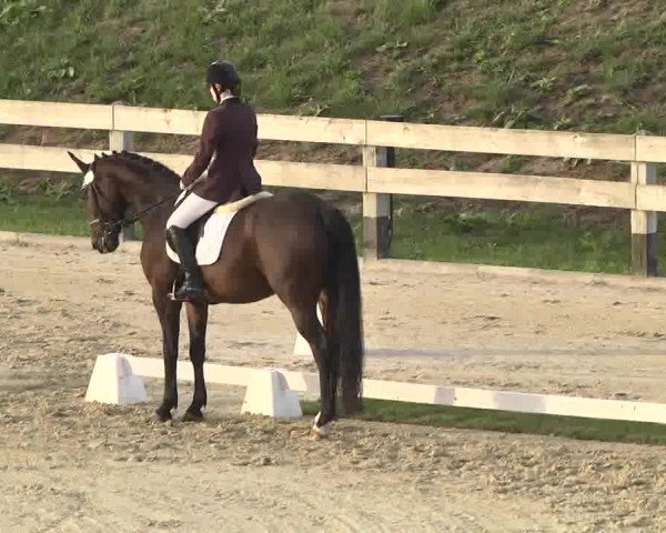 Reitturnier Linkenheim-Hochstetten 2015