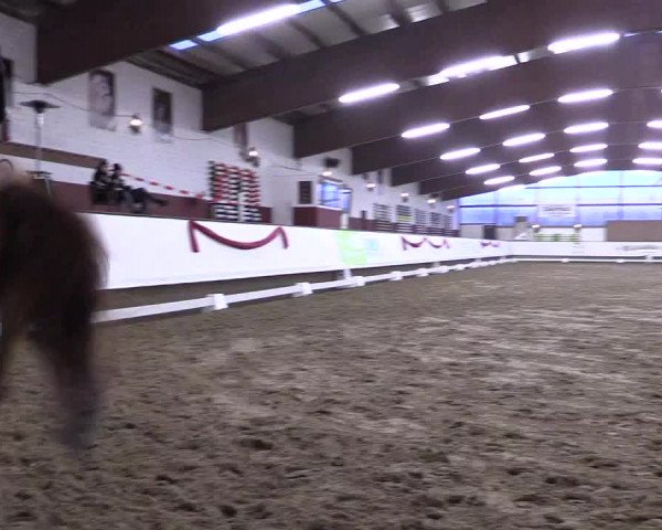 Hallen Dressur-Late-Entry Marl, Hof Rohmann 2021